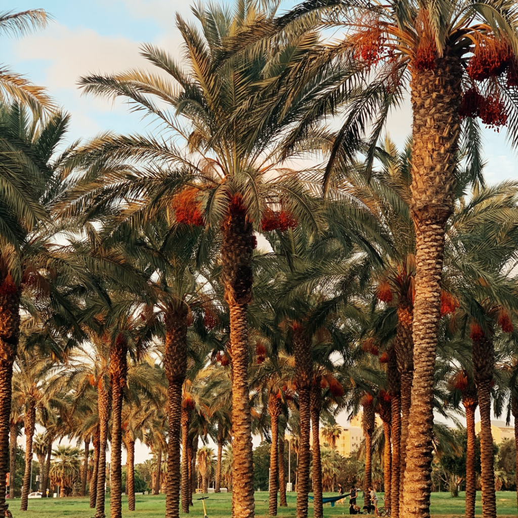 Date Palm